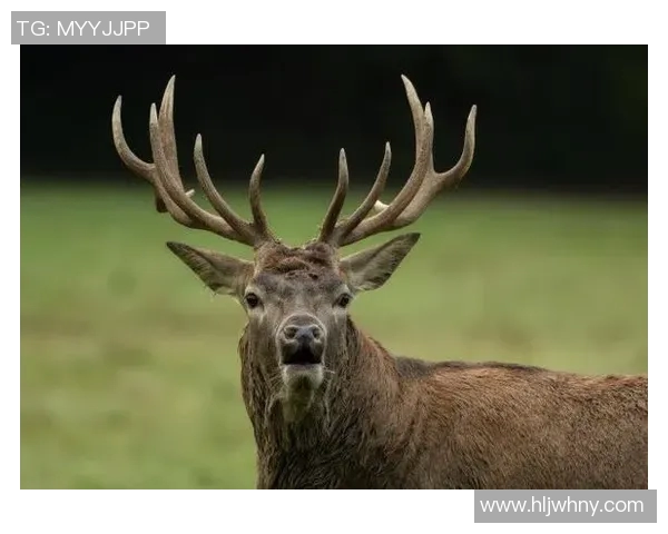 雄鹿栖息地与生态保护探索:深入分析雄鹿在自然环境中的生存挑战与未来展望 雄鹿栖息地与生态保护探索:深入分析雄鹿在自然环境中的生存挑战与未来展望