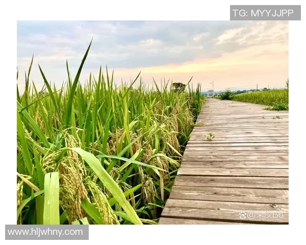 五谷丰收：探寻农作物生长之道